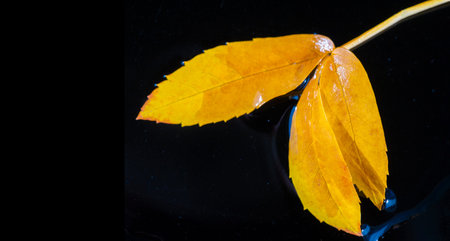 A bright red rowan leaf stands out against a dark background. A perfect representation of fall...