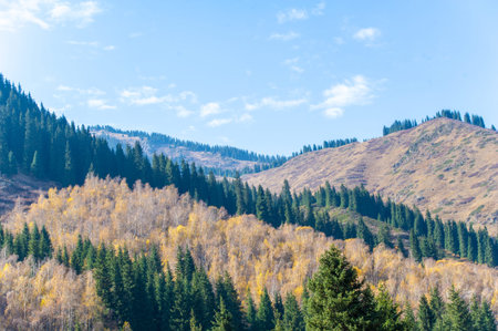 Explore a charming forest nestled among picturesque mountains. Enjoy the breathtaking beauty of spruce trees with bright green colors.の写真素材