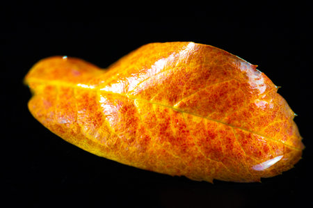 Rowan Leaf The contrast of bright red leaves against a dark background creates a striking visual effect. Conveys the beauty and colors of autumn. Simple but elegant compositionの写真素材