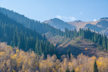 Immerse yourself in the beauty of autumn in a mountain forest. Feel the golden shades of firs. Get lost in a mesmerizing canvas of autumn colors.の写真素材