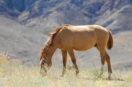 Horses graze peacefully in a natural setting. Beautiful landscape of a river delta on a rocky background. The steppe environment provides ample space for horses to move around.の写真素材