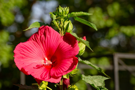 Hibiscus rosa-sinensis, the Chinese rose, is only semi-hardy, so it is often grown as a summer bedding flower.の写真素材