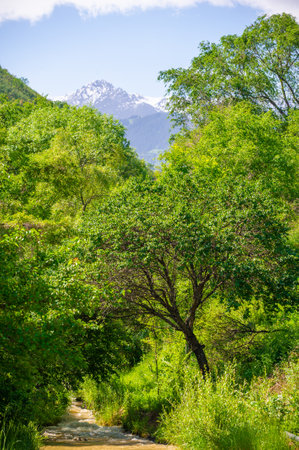 Explore the majestic mountains and breathtaking landscapes Experience the beauty of nature during summer in the green Unwind and relax amidst the tranquil surroundingsの写真素材