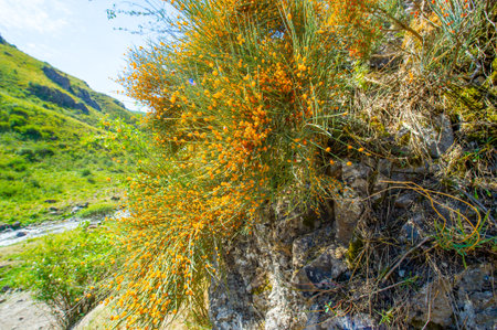 Ephedra distachya A type of plant used for medicinal purposes. Commonly known as joint pine or...