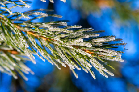 Frost on coniferous trees. This icy pine branch looks like it came straight out of a fairy tale....