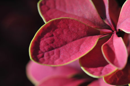 Decorative barberry. Beautiful and vibrant addition to any garden or landscape Durable and low...