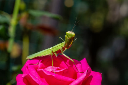 Experience the mysterious gaze of a praying mantis up close. Capture the intricate features of this fascinating creature. Immerse yourself in the intriguing world of nature with this stunning close-upの写真素材