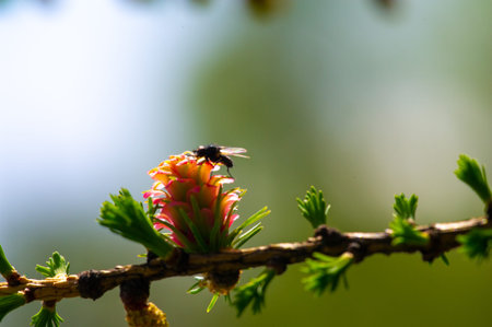 the enchanting view of bright pink larch cones in spring. Touch nature and appreciate its beauty. Witness the unique phenomenon of flowering pine trees. Enjoy a moment of calmの写真素材