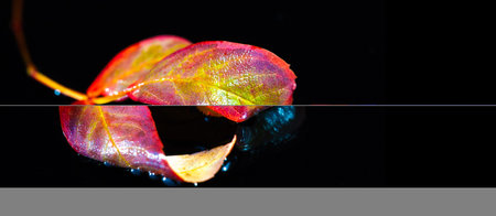 Stunning fall aesthetic with bright red rowan leaves. The contrast of colors creates a visually...