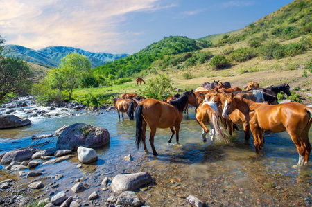 Horses gather on the river bank to quench their thirst. The wild river provides a refreshing source of water for the herd. Each horse takes turns drinking from the cool, clear stream.の写真素材