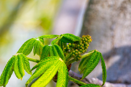 Feel the beauty of nature awakening in early spring. Witness the delicate, unopened flower buds of chestnut trees. A symbol of new beginnings and growth.の写真素材
