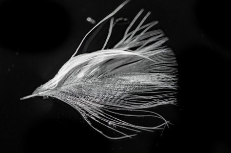 Contrast between light and dark colors. Soft texture of white feather on black background. Captures moments of natural beauty.の写真素材