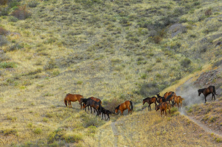 Enjoy the beauty of nature overlooking the river steppe. Marvel at stunning sunsets while horseback...