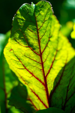 The veins of beet leaves are naturally red. The red veins on beet leaves provide a unique aesthetic...