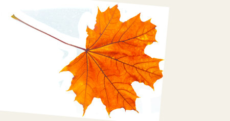 Captures the intricate detail and vibrant colors of autumn leaves. Allows viewers to experience nature in a unique way. Demonstrates the beauty of the changing seasons through photography.の写真素材