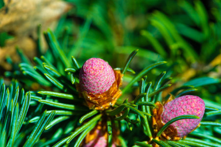 Beautiful close-up shots of pink pine cones. Captures the artistry of nature in the spring season. Serene and calming images that add a touch of nature to the space.の写真素材