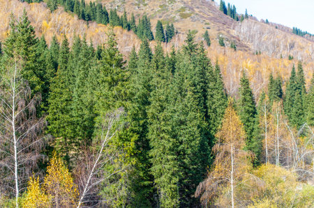 Experience the breathtaking beauty of the Tien Shan in autumn. Witness the vibrant leaves and green...