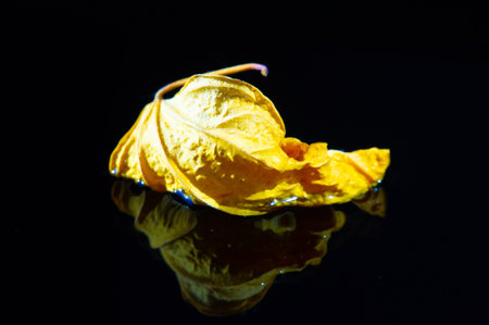 The bright yellow color of the dried hibiscus leaf contrasts beautifully with the black background. The dry leaf texture adds a unique element to any design or project.の写真素材