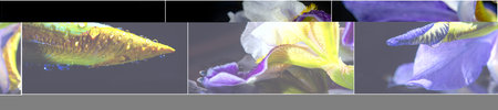 Iris symbolizes beauty. Iris was the messenger of the gods. Symbolizes communication and connection....