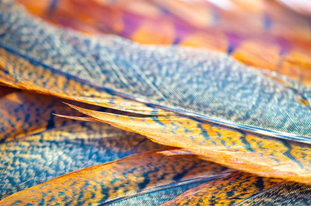 Feel the unearthly beauty of a pheasant feather. Feel the wonder and enchantment with every look....