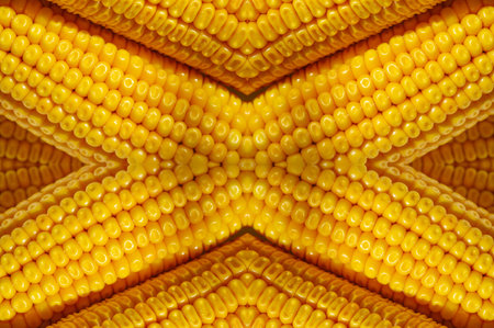 seamless The corn plant is a tall annual grass with a stout, a cereal plant of the cereal family...