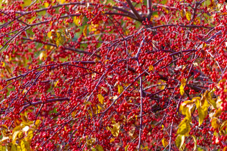 Malus baccata is an Asian apple tree known collectively as Siberian crab and is used to grow bonsai....