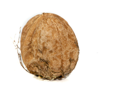 Walnut. I can eat black walnut all the time, it's not the taste of the week!