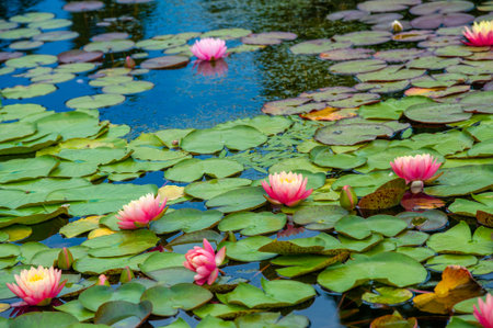 Lotus. Nelumbo. Nymphaeaceae. Water lily. Nature's aquatic masterpiece: a picturesque scene of water...
