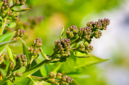 Expect stunning blooms soon. Get ready for a breathtaking display of flowers. Take a close-up look...
