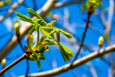Symbol of new beginnings and growth. The promise of beautiful flowers to come. Personification...