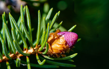 Beautiful pink pine cones will add a touch of nature to your space. Ideal for creating a calming and...