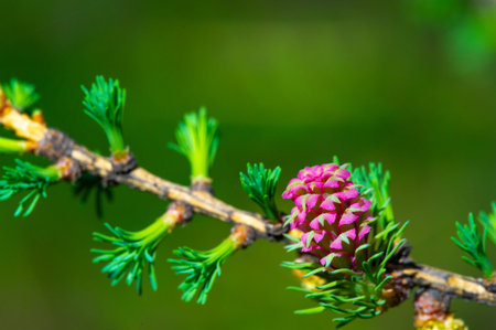 Unique and attractive pink larch cone. Contrastes with the green pine branch. Brings a pop of color to the spring landscape.の写真素材