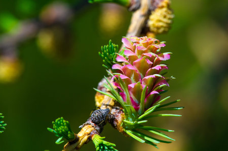 A rare and beautiful view of bright pink larch cones in spring. Get in touch with nature and appreciate the beauty of blooming pine trees. Witness this natural phenomenon up closeの写真素材