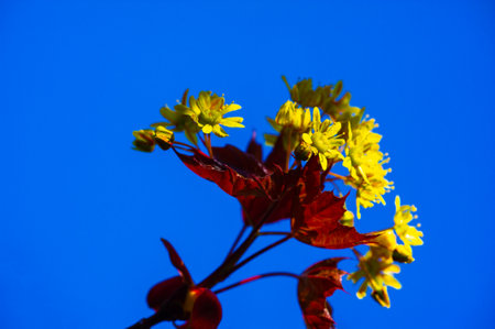 Acer Rubrum, Commonly found in North America, is known for its bright red foliage in the fall. Grows well in wet or marshy areas, but can also grow in drier soils.の写真素材