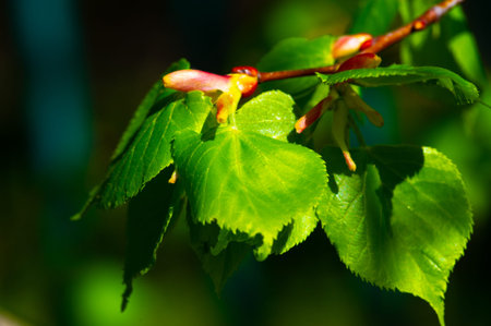 Beautiful linden tree in early spring Waiting for the buds to open Symbol of new beginnings and...