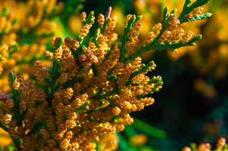 Junipers are coniferous trees and shrubs. Depending on taxonomy, 50 to 67 species of juniper are widely distributed throughout the Northern Hemisphere, from the Arctic, south to tropical Africa,の写真素材