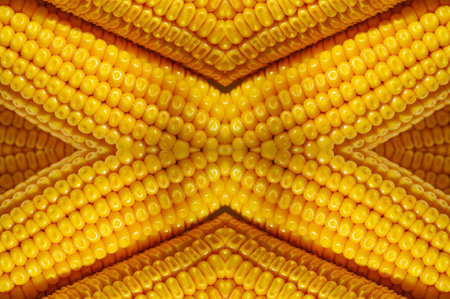 The corn plant is a tall annual grass with a stout, a cereal plant of the cereal family (Poaceae) and its edible grain. Corn is used as livestock feed, as food for humans, as biofuelの写真素材