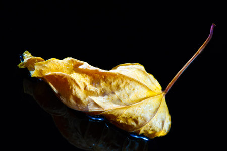 Beautiful contrast between the bright yellow hibiscus leaves and the dark background. Dried leaves...
