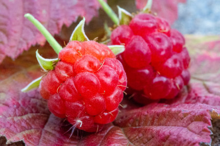 Raspberries. Wild red raspberries produce small, tart red berries. They are delicious fresh but also...