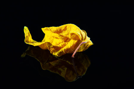Beautiful contrast between the bright yellow hibiscus leaf and the black background. Ideal for use in food photography or as a decorative element. Natural and visually appealing optionの写真素材