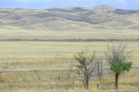 prairie, plain, desert. Discovering the true essence of resilience in the midst of immensity. Nature...