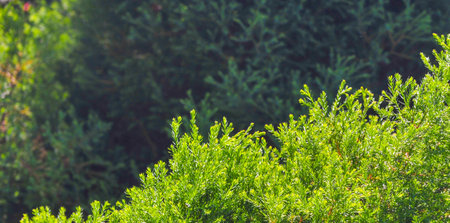 Create a beautiful and relaxing outdoor space with a juniper summer garden lawn. Ideal for relaxing, entertaining or enjoying nature Easy to install and maintainの写真素材