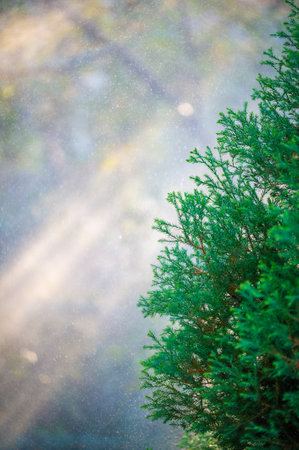 Experience the beauty of summer with stunning scenery and vibrant colors. Feel the refreshing touch of raindrops on green leaves. Immerse yourself in peace and serenityの写真素材