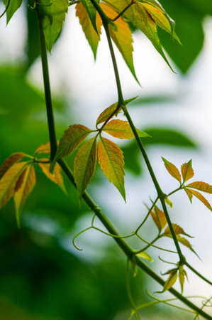 A type of vine that is commonly found in North America Also known as Virginia creeper or woodbine Has distinctive leaves with five leaflets Leaves turn vibrant shades of red and purple in the fallの写真素材