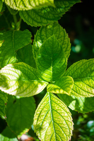 Experience the beauty and serenity of this unique plant. Decorate your space with natural eleganceの写真素材