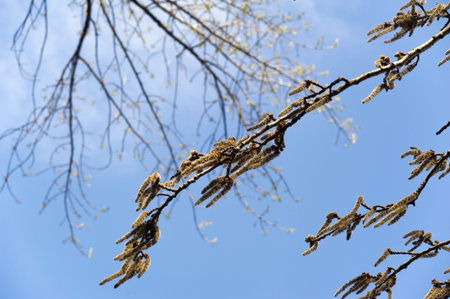 In spring, beautiful catkins bloom on Populus tremula aspen trees. The fluttering leaves create a...