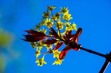Red maple is a fast-growing tree with bright red foliage in the fall. It grows well in moist, marshy...