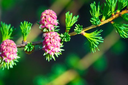 A beautiful pink larch cone adds vibrant color to the landscape. Decorates the landscape of early spring with its bright shade. The beauty of nature is evident in this striking piece of jewelry.の写真素材