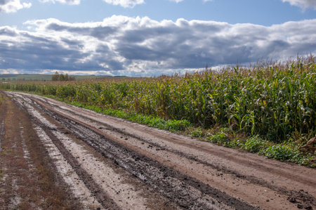 Corn a North American cereal plant that yields large grains, or kernels, set in rows on a cob. Its many varieties yield numerous products, highly valued for both human and livestock consumption.の写真素材