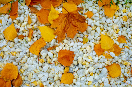 The best time of the year Colorful autumn leaves of birch, deciduous tree with white bark and with...